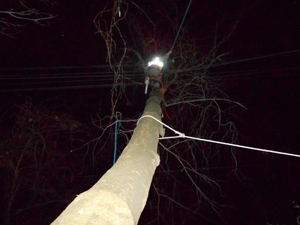 Emergency Tree Services