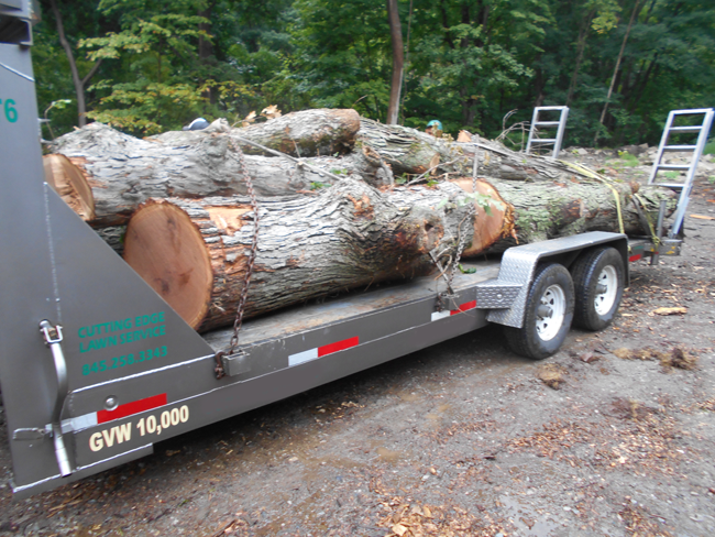 tree removal services