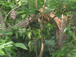 tree damage